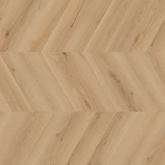 Dąb Rotterdam - chevron