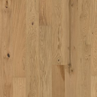 Flora Collection: Aster lakier